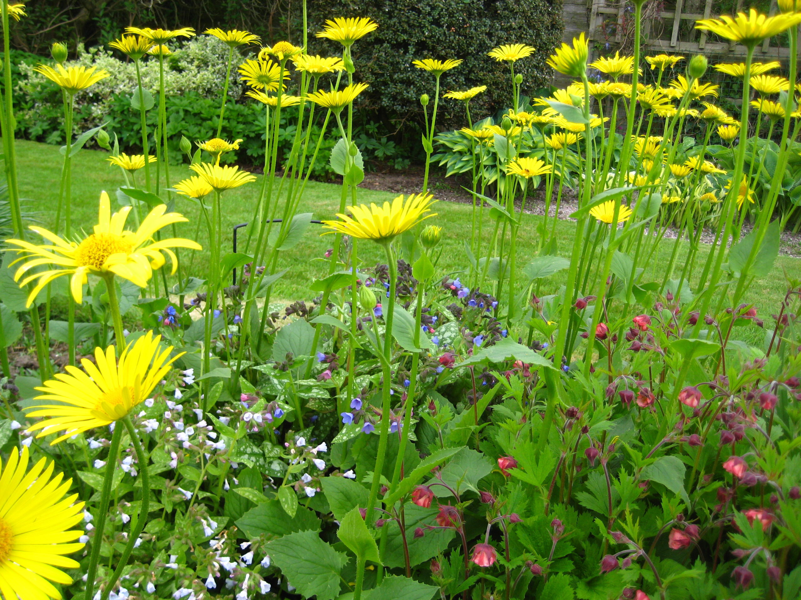 Doronicu, stand tall above pulmonaria and geum flowers