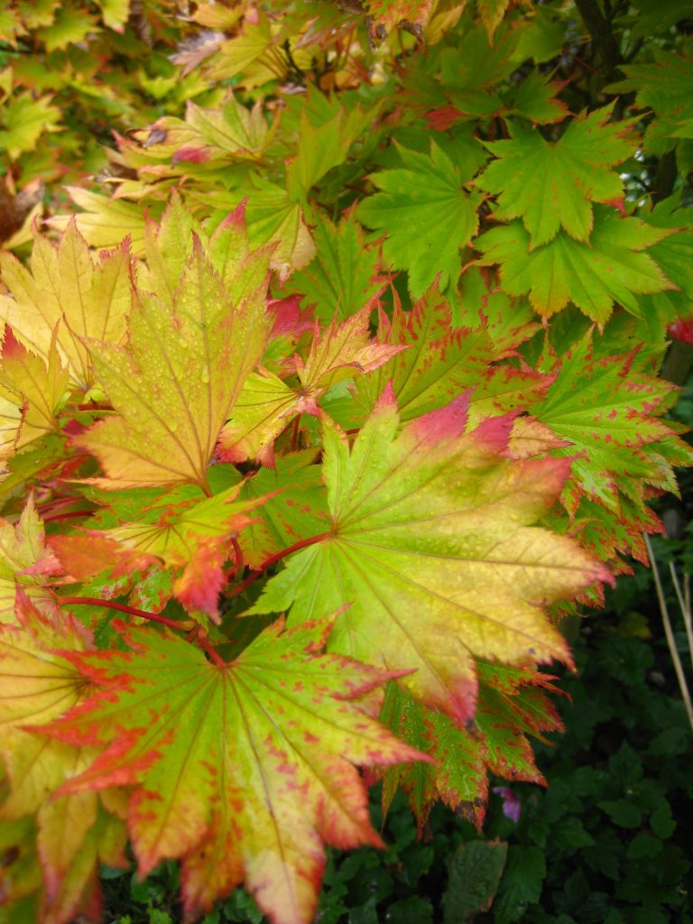 Lughnasadh, the Autumn Quarter. Acer leves in a range of autumn colours. Green, red and yellow.