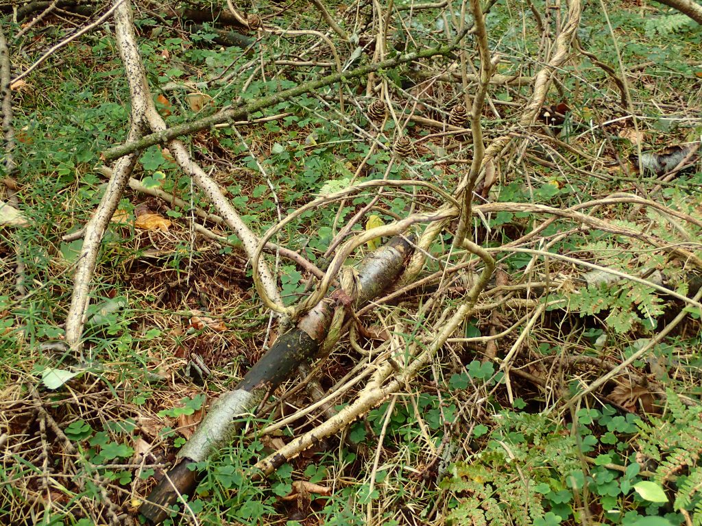 A tangle of branches wrapped by a vine.