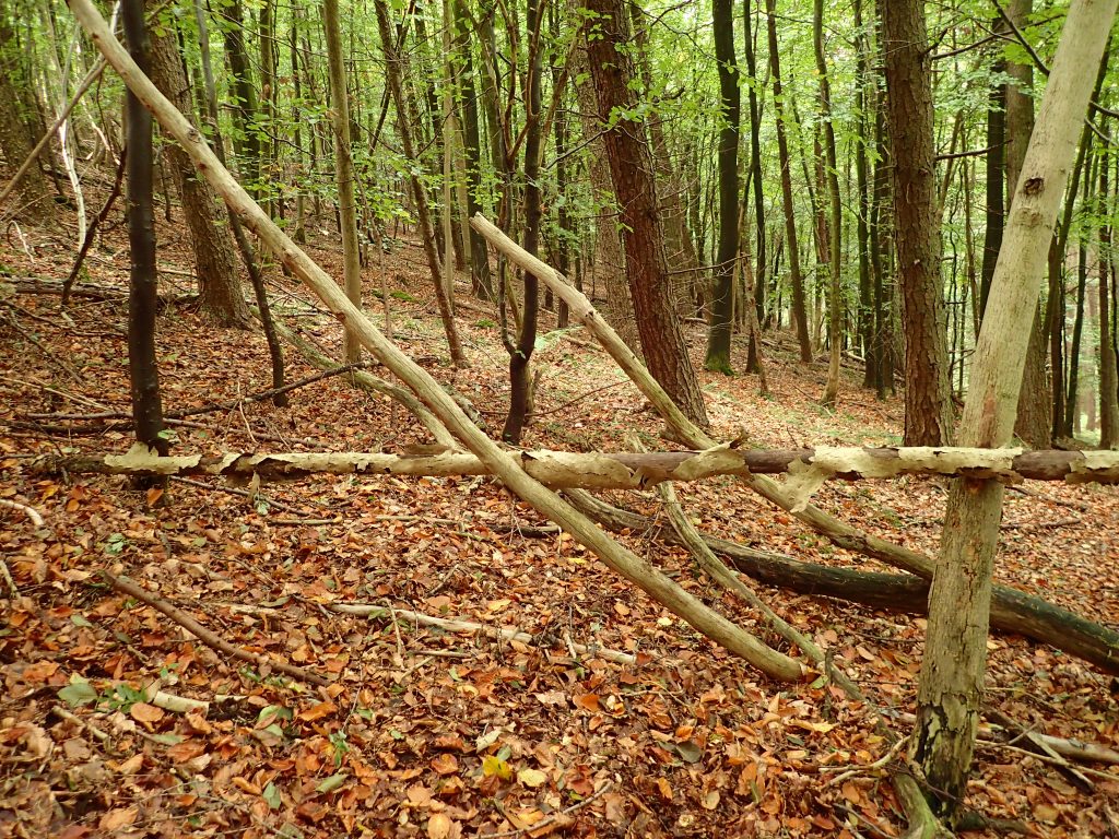 An X wood structure wedged and held between two trees.