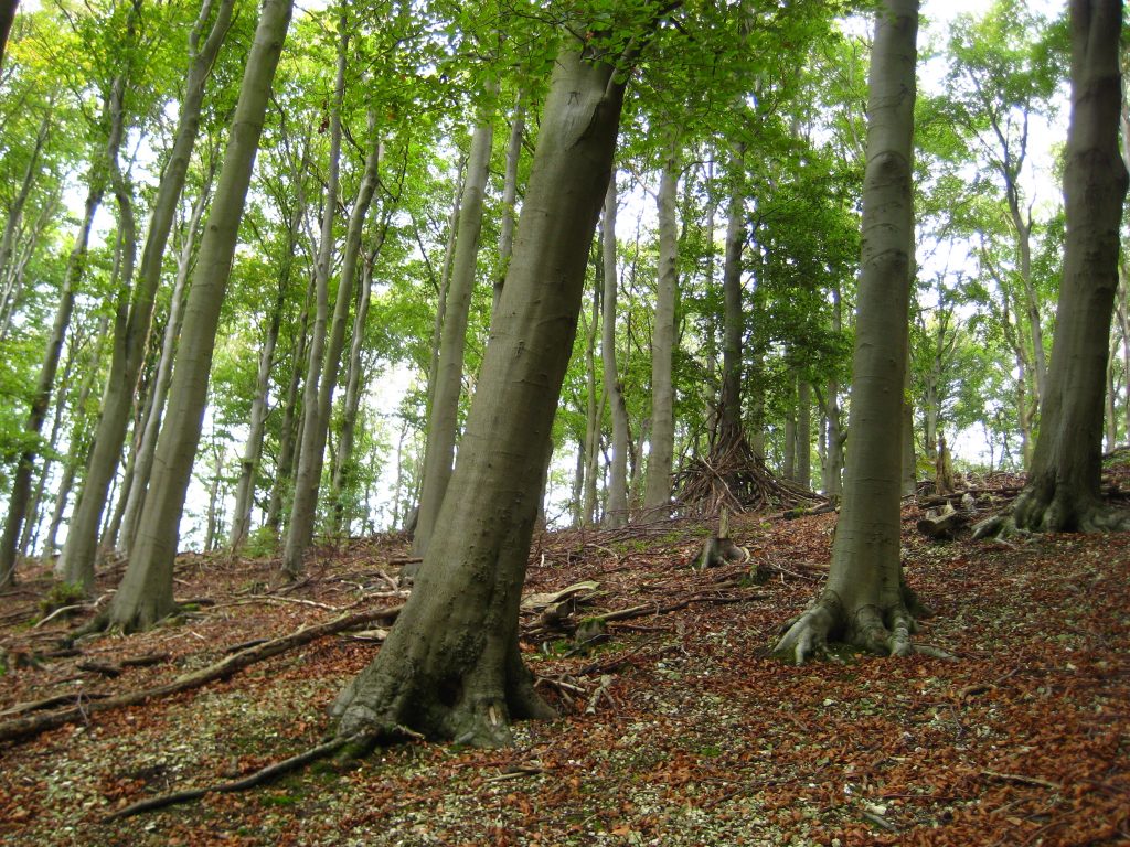 A wooden tepee structure woven and encircling a beech tree.