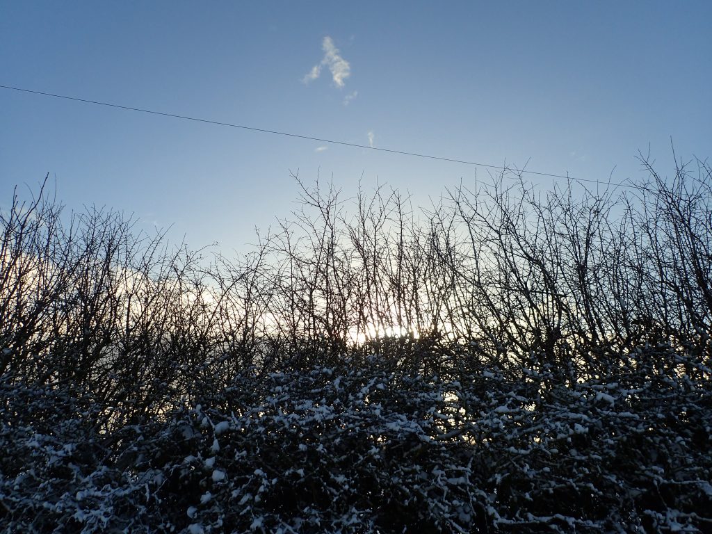 A winter hedgerow backlit by sun, against a blue sky.