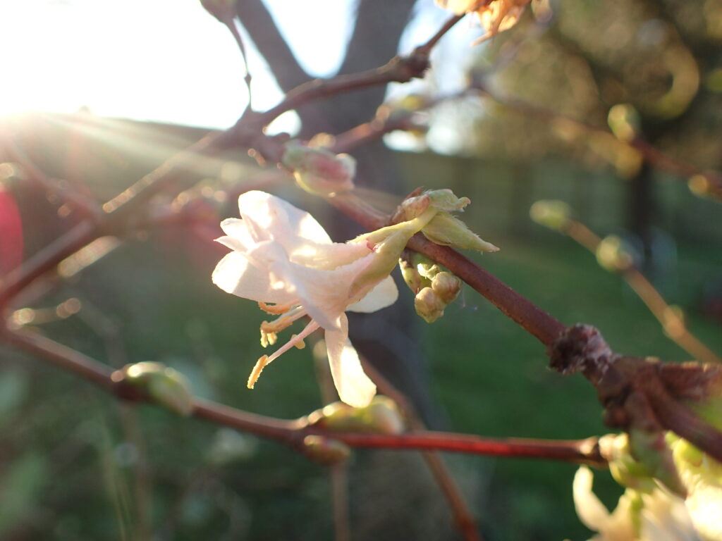 Close up of a winter honeysuckle flower bathed in light winter sunshine