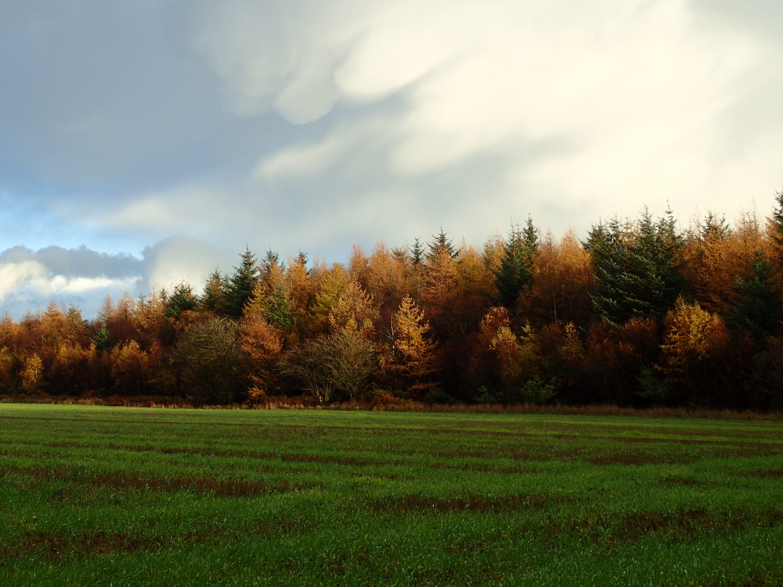 A mosaic of autumnal tree colours