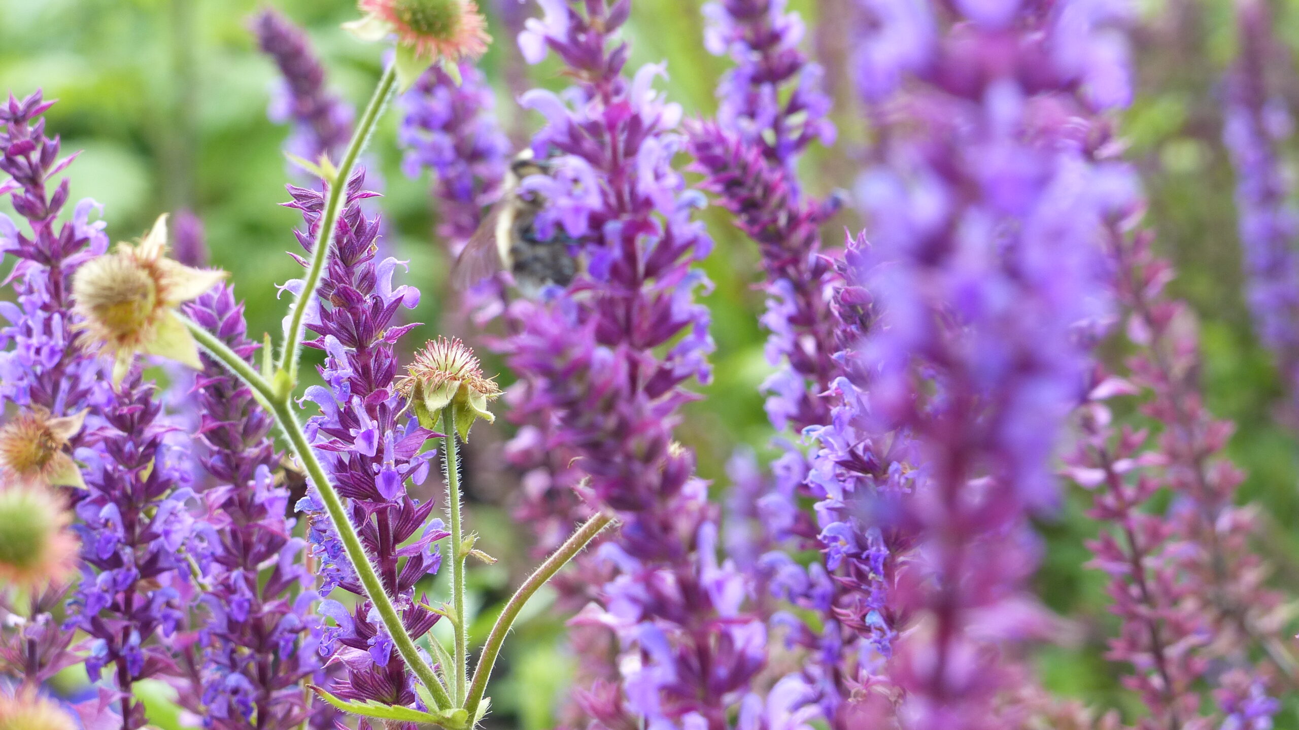 Close up of purple flowers