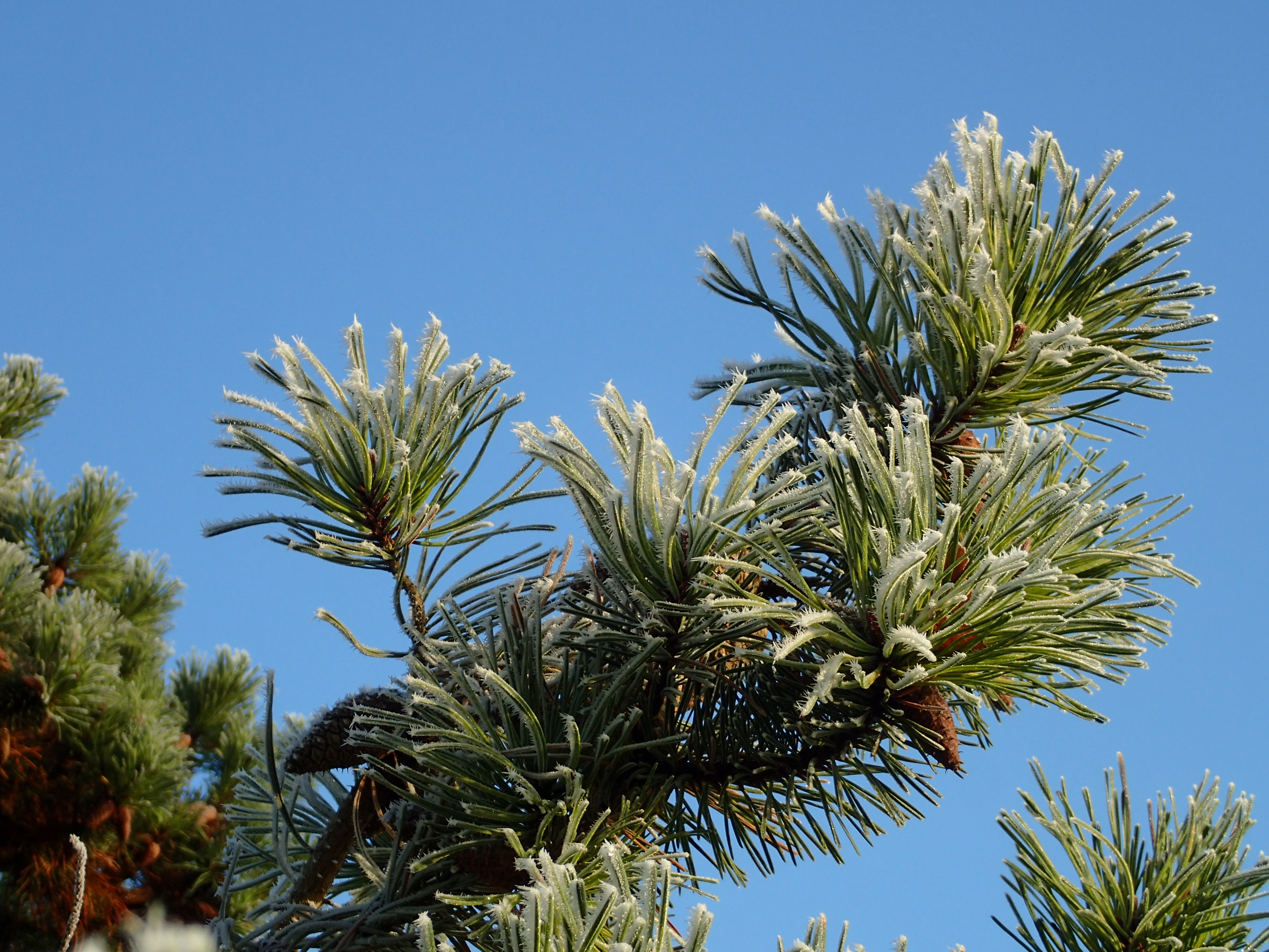 Frosty pine needles agains a bright blue sky