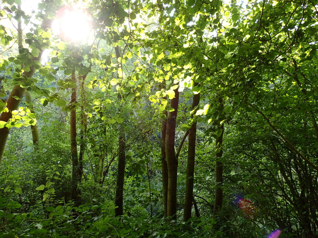 Looking through a forest of trees with the sun shining through the leaves.